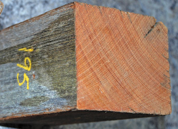 One piece of the wood from one of the smaller poles had 195 yearly growth rings, but some of the larger diametre poles had counts over 300. The service life of a treated pole is about 70 years on top of that.