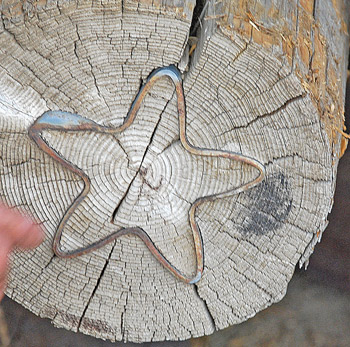 Recycling old telephone poles into usable wood products first requires McRae to use a metal detector to remove any metal in the pole, like the star-shaped piece pictured above, used to keep centre cracks from spreading.
