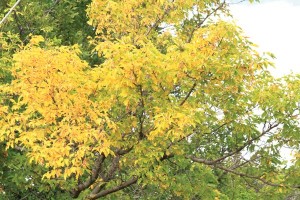 fall-colours-Sep-4-12