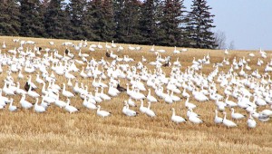 White-Geese-2-Apr-15-14