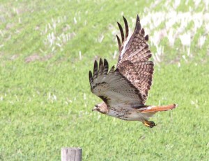 red-tailed-hawk-EXTRA-Aug-2014