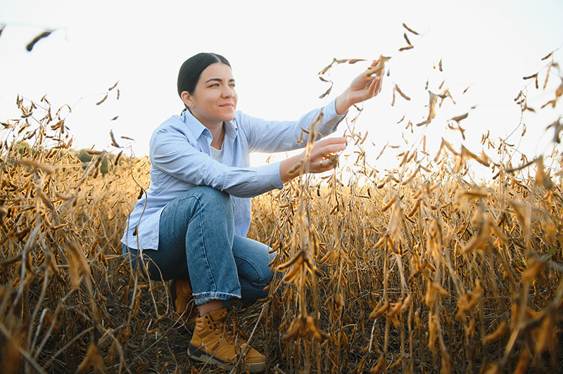 Portrait of young female farmer standing in soybean field examining crop