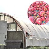 Community supported agriculture now in Forestburg