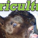 Read our 2019 Agriculture Section for FREE online now!