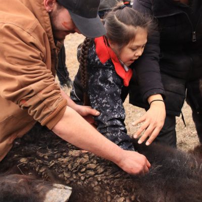 Kyrus Bruised Head helps a youngster separate the organs within the felled bison