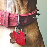 Flagstaff County adopts new dog bylaw