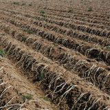 “Team Alberta” calls for immediate provincial government action with unharvested crops
