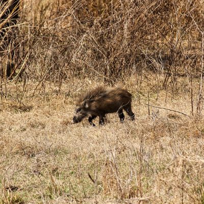 County of Stettler takes direct route on wild boar pest