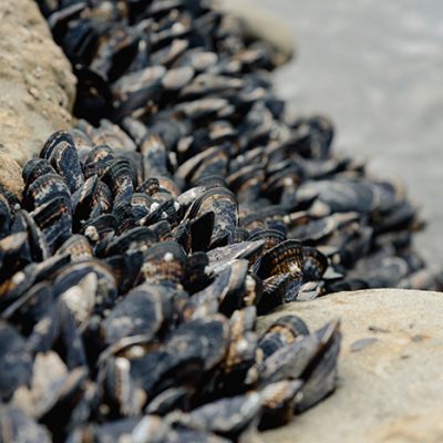 Don’t move a mussel: Province launches information campaign against invasive species