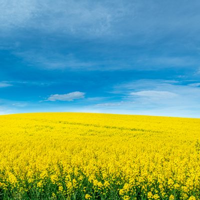 Reignited trade war and ‘sham allegations’ unfairly punish canola producers, says opposition critic